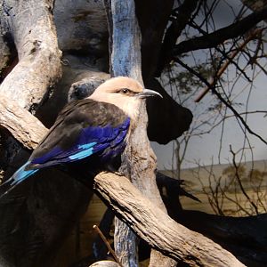 5/13/2023 - Blue-Bellied Roller