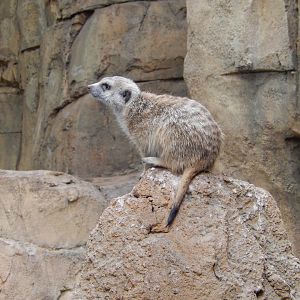 5/13/2023 - Meerkat