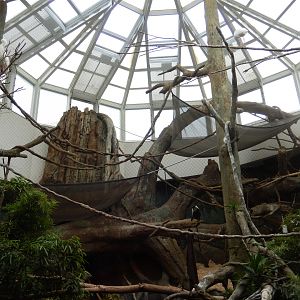 5/13/2023 - Diana Monkey Exhibit