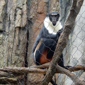 5/13/2023 - Diana Monkey