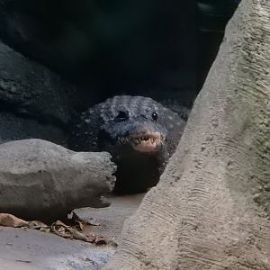 5/13/2023 - West African Dwarf Crocodile