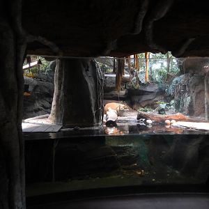 5/13/2023 - West African Dwarf Crocodile Habitat