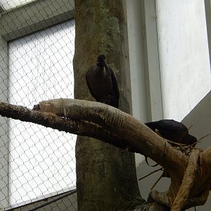 5/13/2023 - Nest Builders