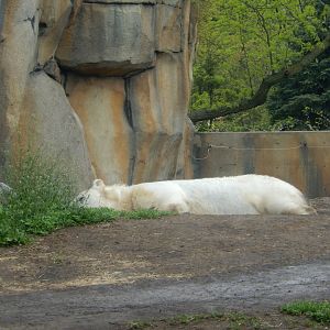5/13/2023 - Polar Bear