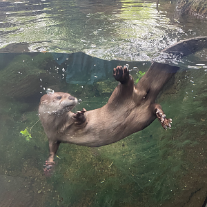 5/13/2023 - River Otter