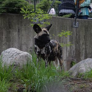 5/13/2023 - African Wild Dog