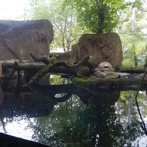 5/13/2023 - River Otter Habitat