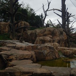 5/13/2023 - Regenstein Macaque Forest