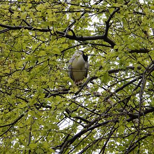 5/13/2023 - Nesting Night Heron