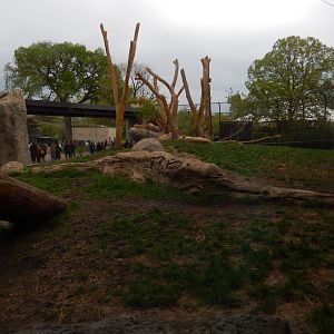 5/13/2023 - Lion Habitat