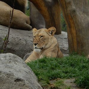 5/13/2023 - Lioness