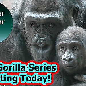 Introducing The Calgary Gorilla Troop