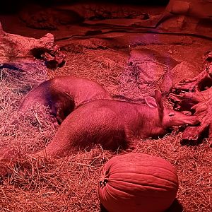Aardvarks