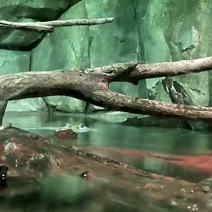 Johnson’s Crocodile Exhibit