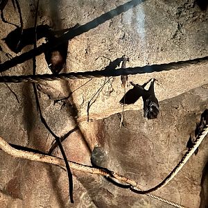 One of 5 (maybe 8) Bat Species on Exhibit