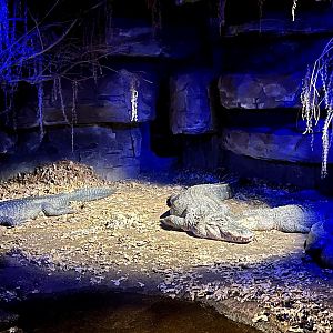American Alligator Exhibit