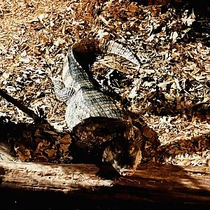 Spectacled Caiman