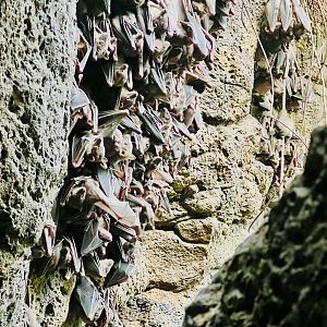 Bat roost