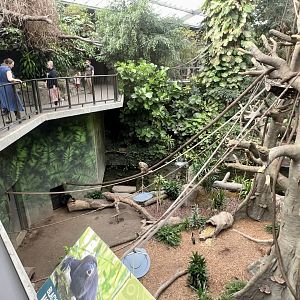 Black Howler Monkey Exhibit