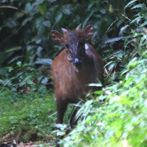Black-fronted duiker