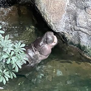 Pygmy Hippopotamus