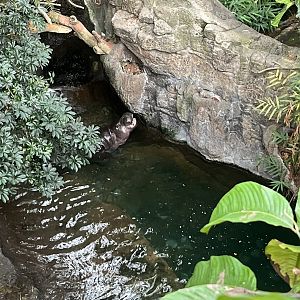 Pygmy Hippopotamus Exhibit