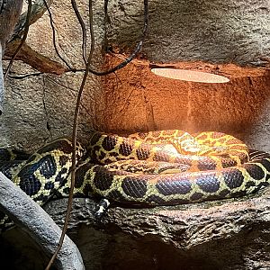 Yellow Anacondas