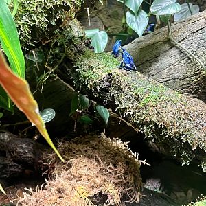 Blue Poison Dart Frog Exhibit