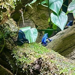 Blue Poison Dart Frog