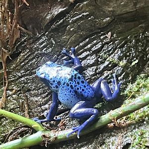 Blue Poison Dart Frog