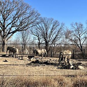 African Elephant Exterior Yard