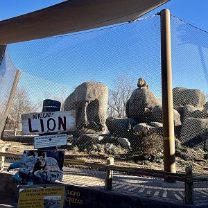 African Lion Viewing Area