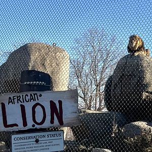 African Lion Exhibit Sign