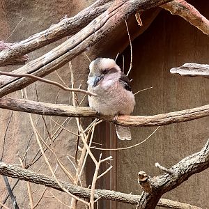 Laughing Kookaburra