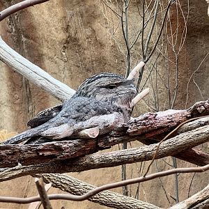 Tawny Frogmouth