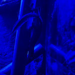 Lined Leaf-tailed Gecko