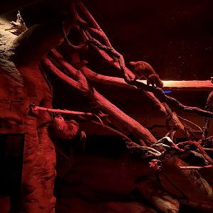 Nocturnal Arboreal Mammals