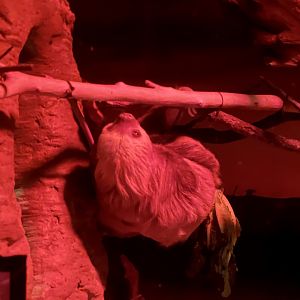 Hoffman’s Two-toed Sloth