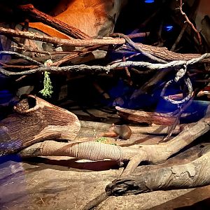 St. Vincents Agouti Exhibit