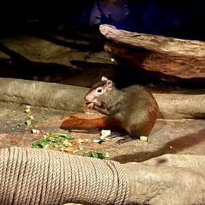 St. Vincents Agouti
