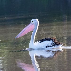 Australian Pelican