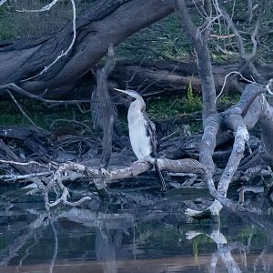 Australian Darter