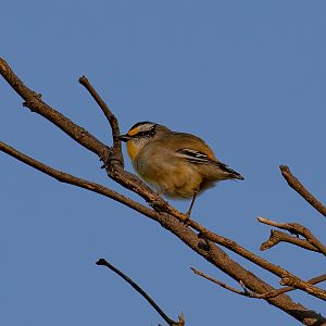Striated Pardalote