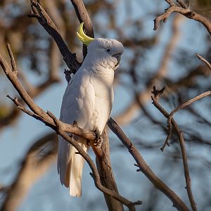 Sulfur-crested Cockatoo