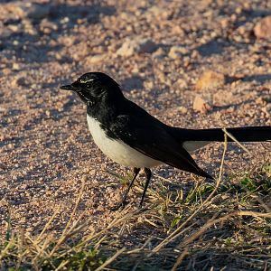 Willie Wagtail