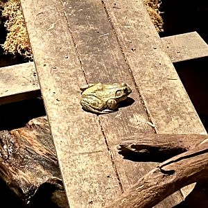 American Bullfrog