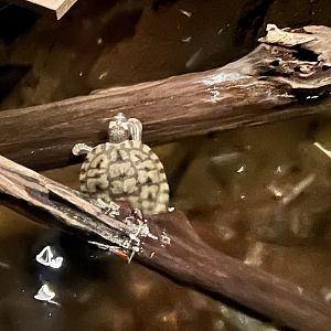 Yellow-blotched Map Turtle