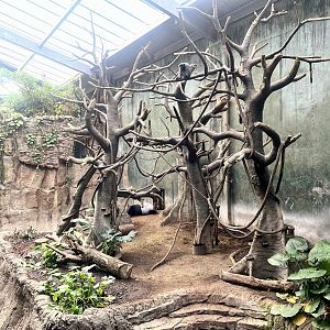Grey Gibbon and Malayan Tapir Exhibit