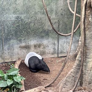 Malayan Tapir