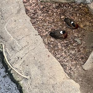 White-faced Whistling Duck